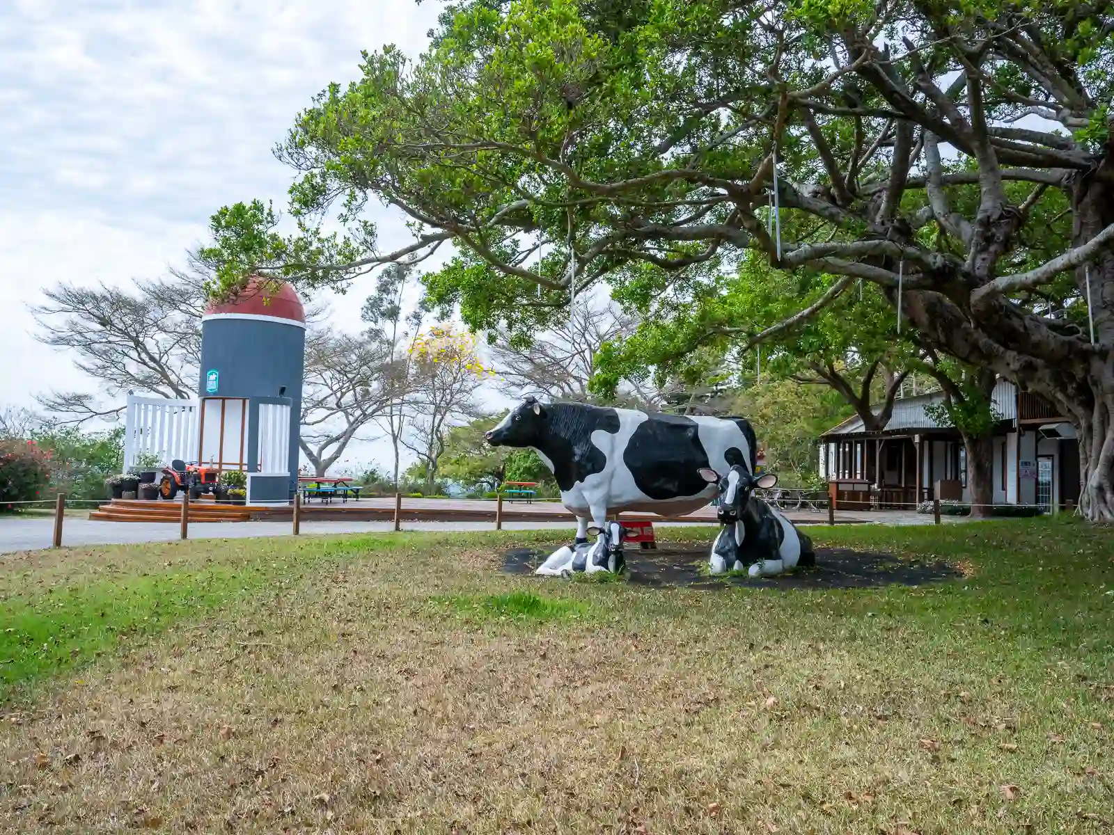 Larger-than-life cow statues stand in the grass outside of a building at Flying Cow Ranch.