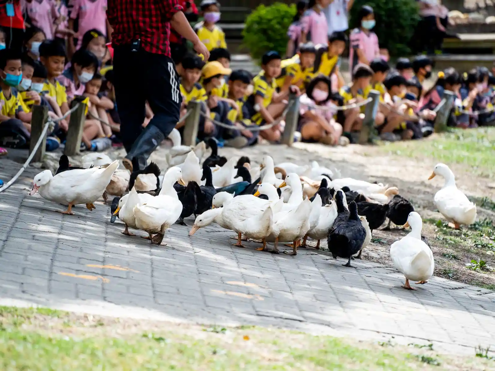 A group of school children is sitting observing a group of ducks.