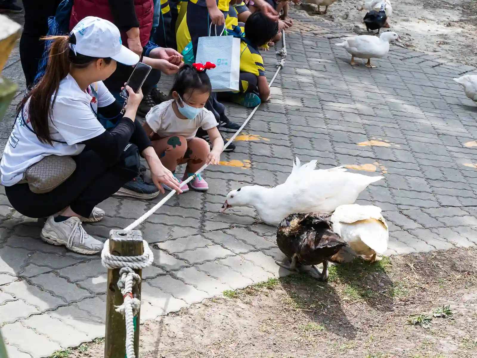 A young girl feeds a duck.