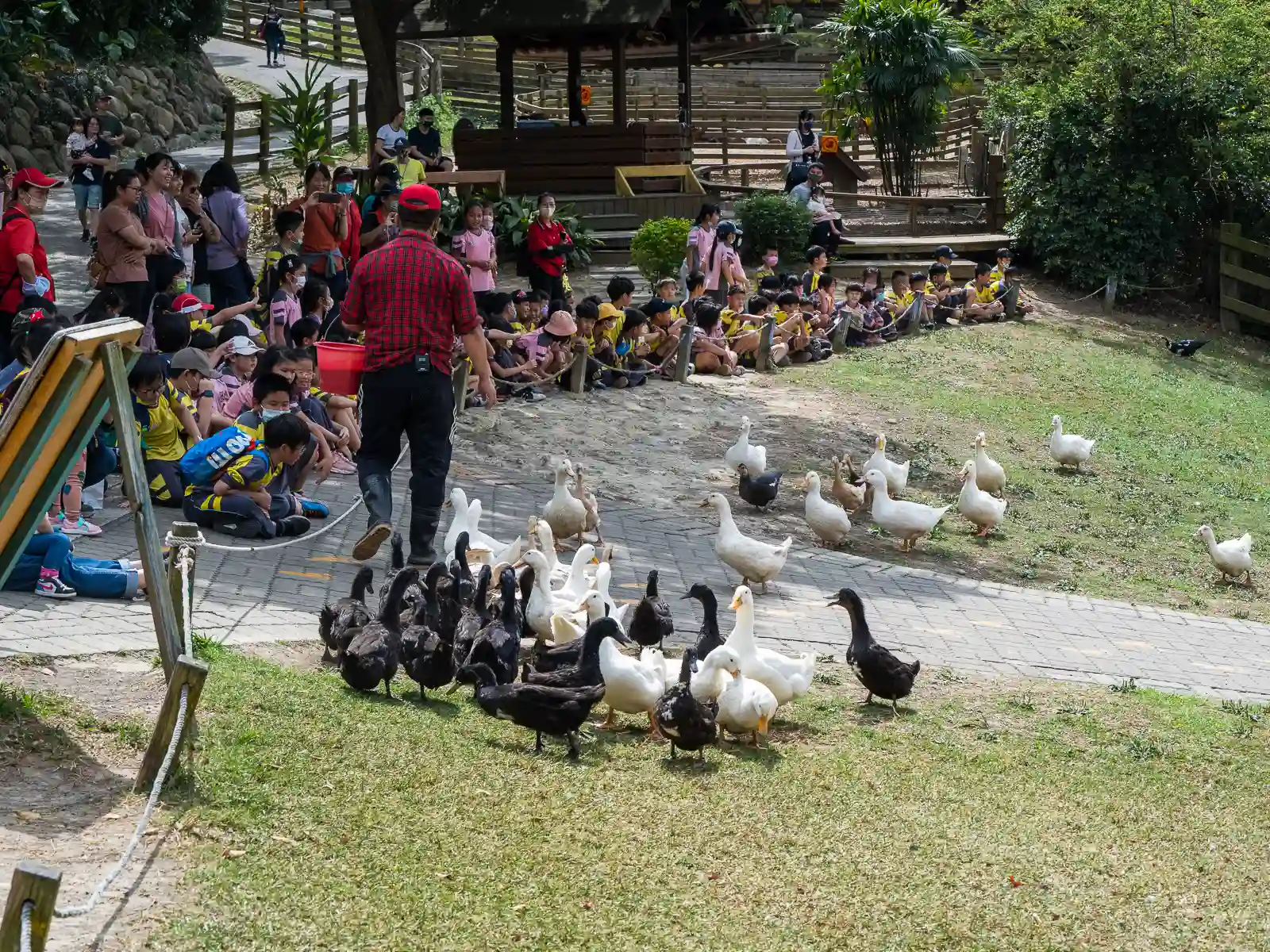 An employee is introducing the farm's ducks to an audience of children.