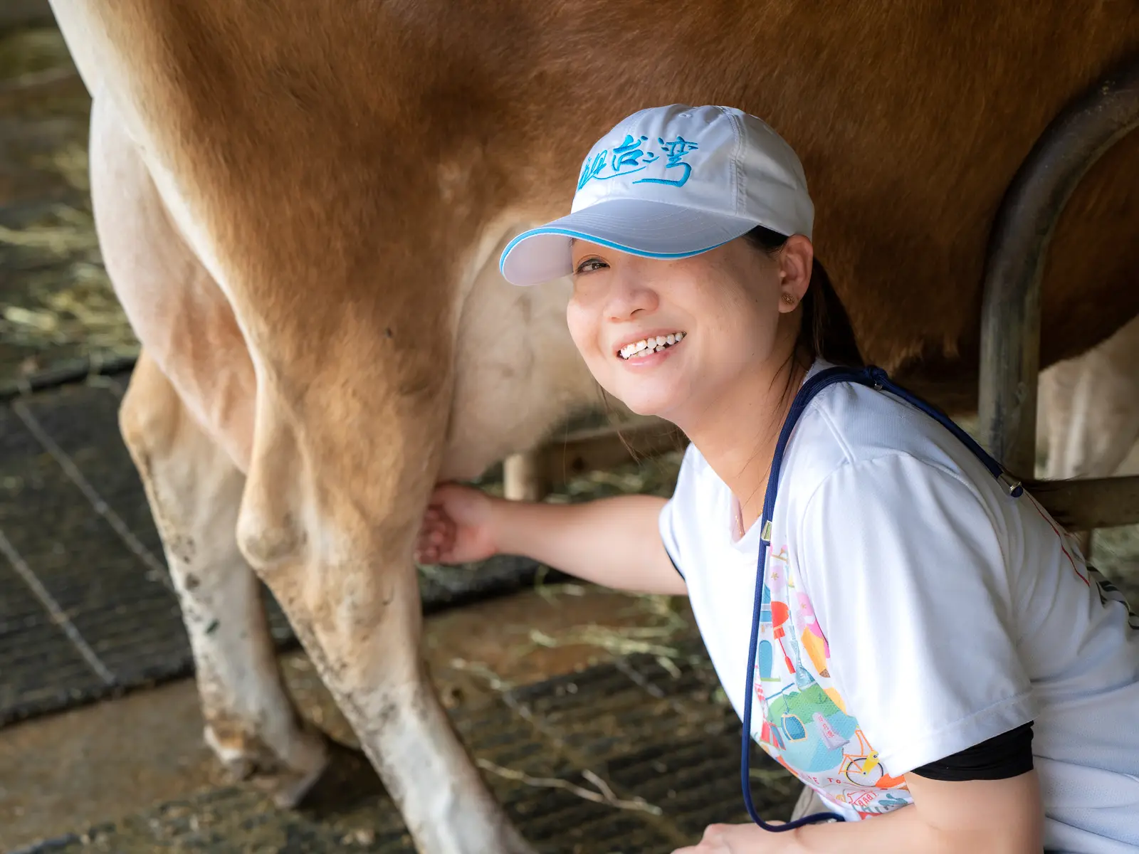 A tourist milks a cow.