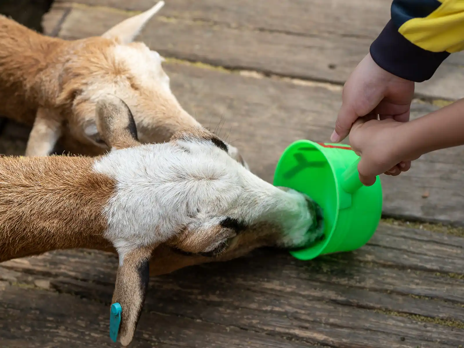 Sheep eating out of a plastic pot.