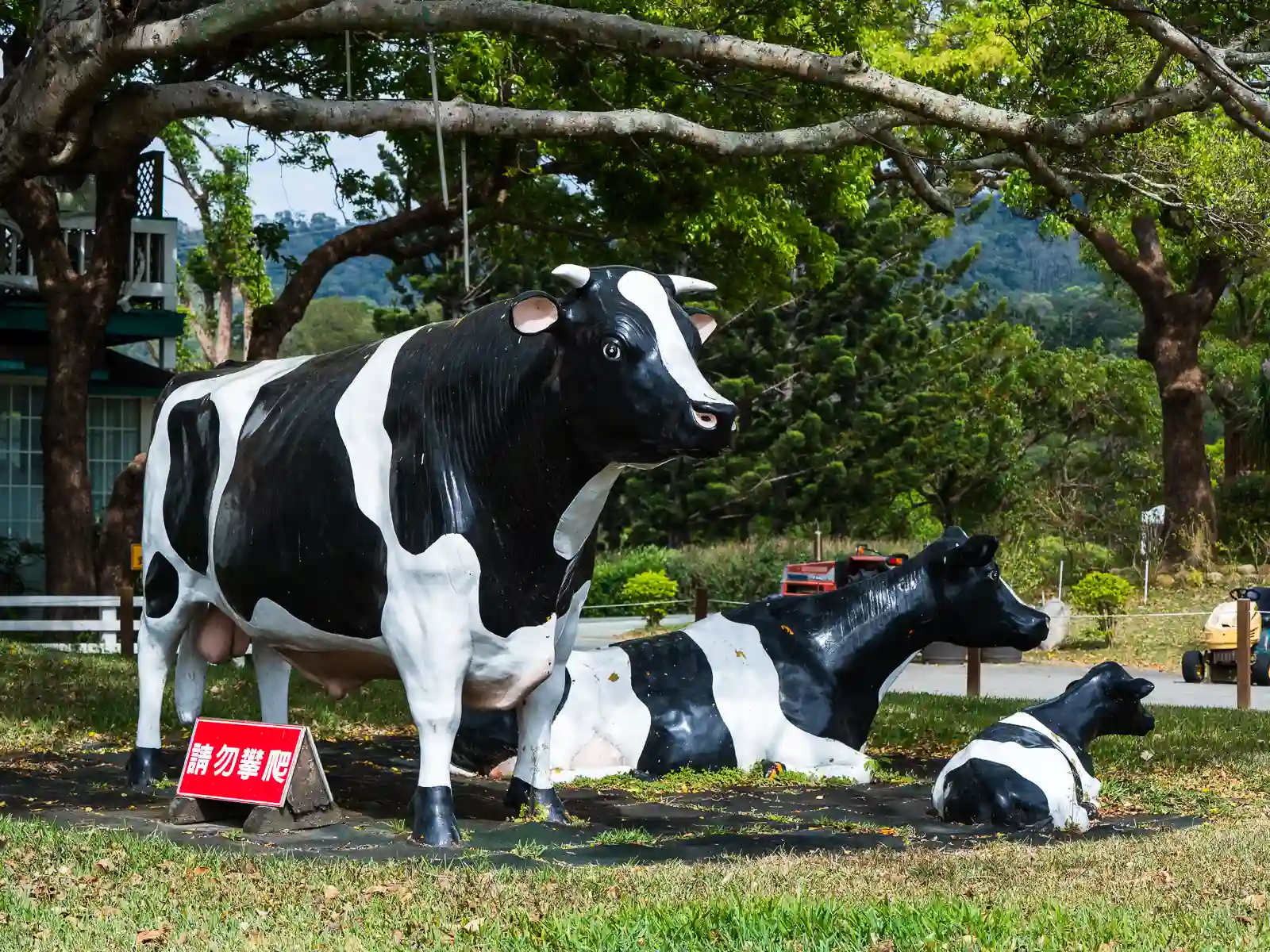 A photo of three cow statues at Flying Cow Ranch.