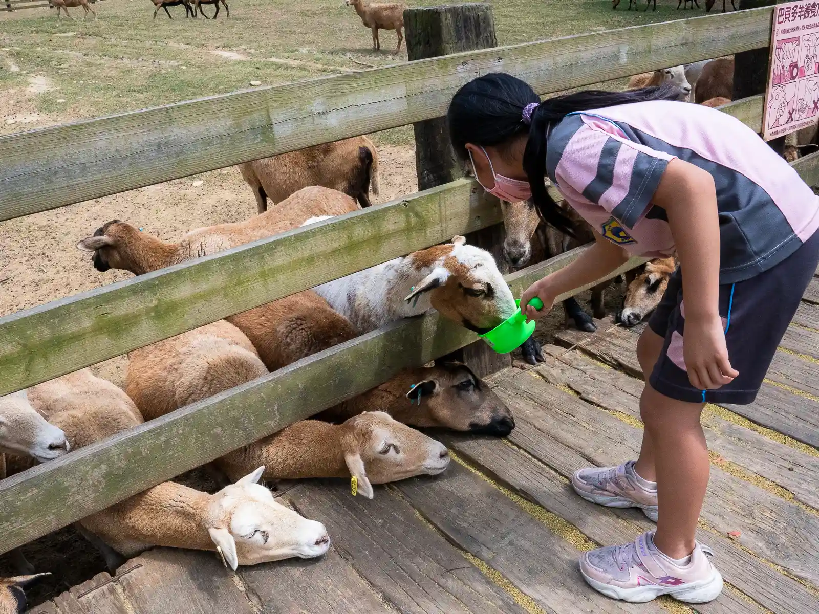 A young female student feeds sheep through a fence.