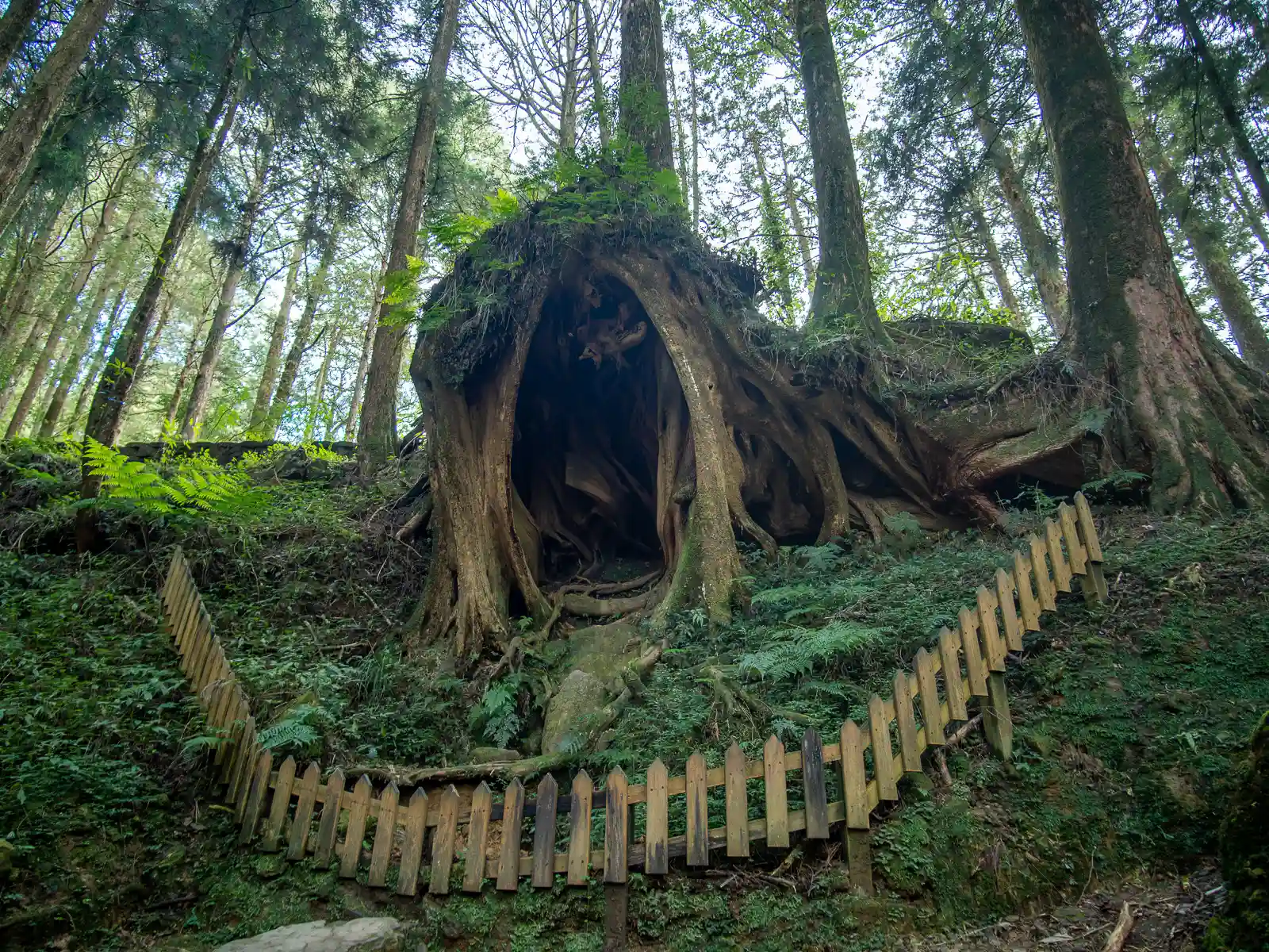 A cave-like alcove can be seen in the above-ground portion of an ancient tree's root cluster.