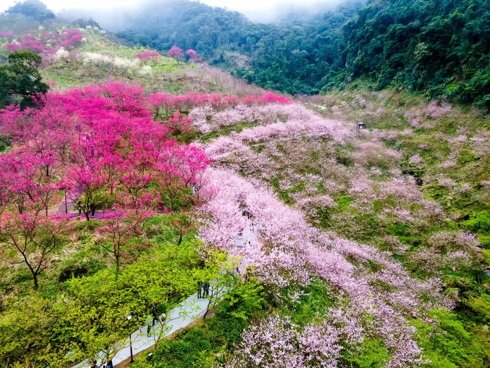 In this drone shot, fields of white and red cherry trees are visible on a mountainside.