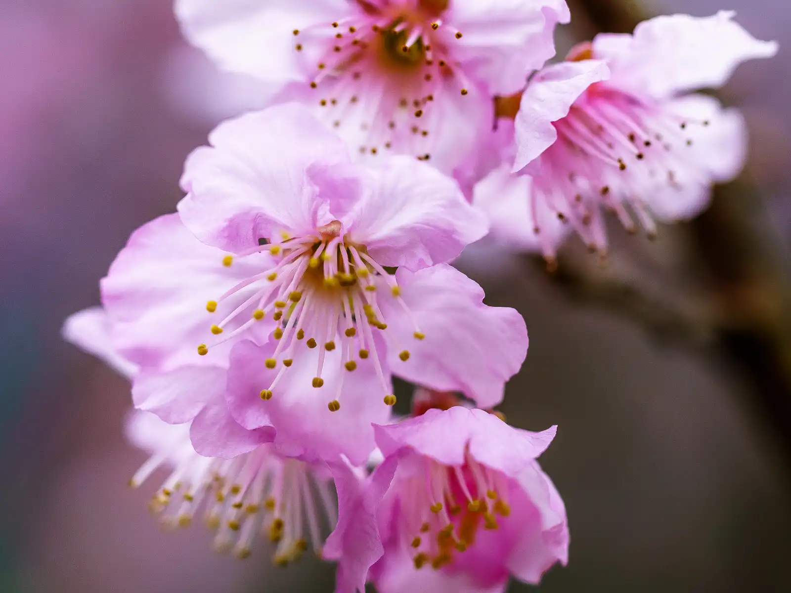 A close-up shot of pink cherry blossoms.