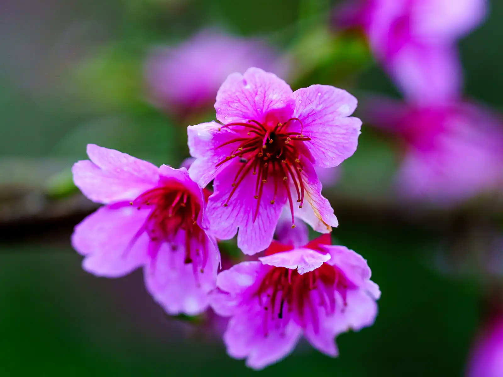 A close-up shot of a red cherry blossom.