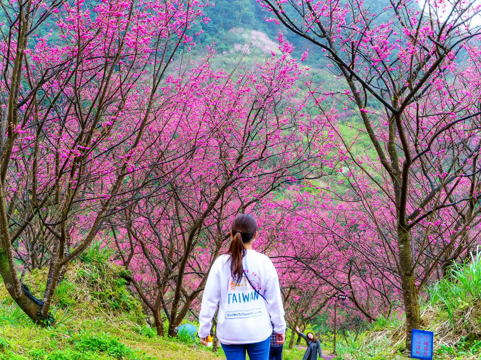 A tourist walks down a path surrounded by red cherry blossoms.