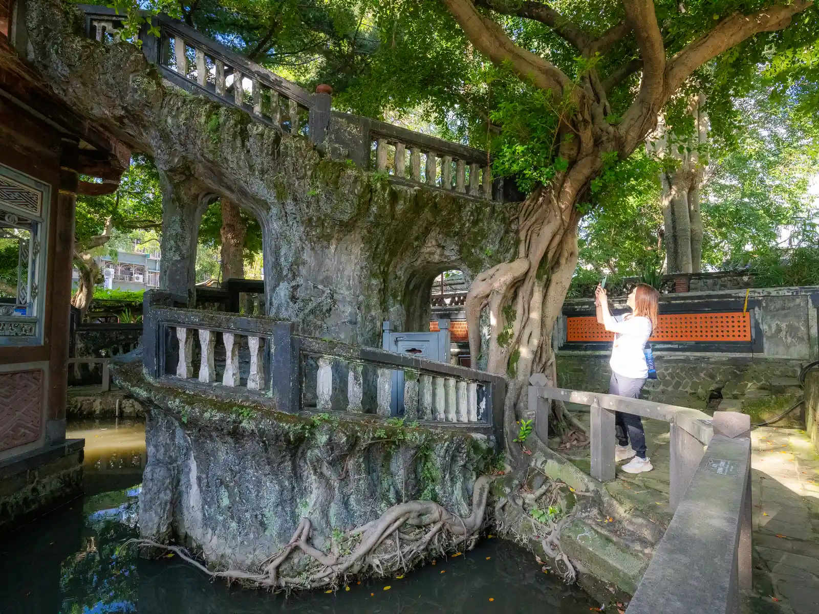 A banyan tree has grown around the stone support for a spiral staircase at Lin Family Mansion and Garden.