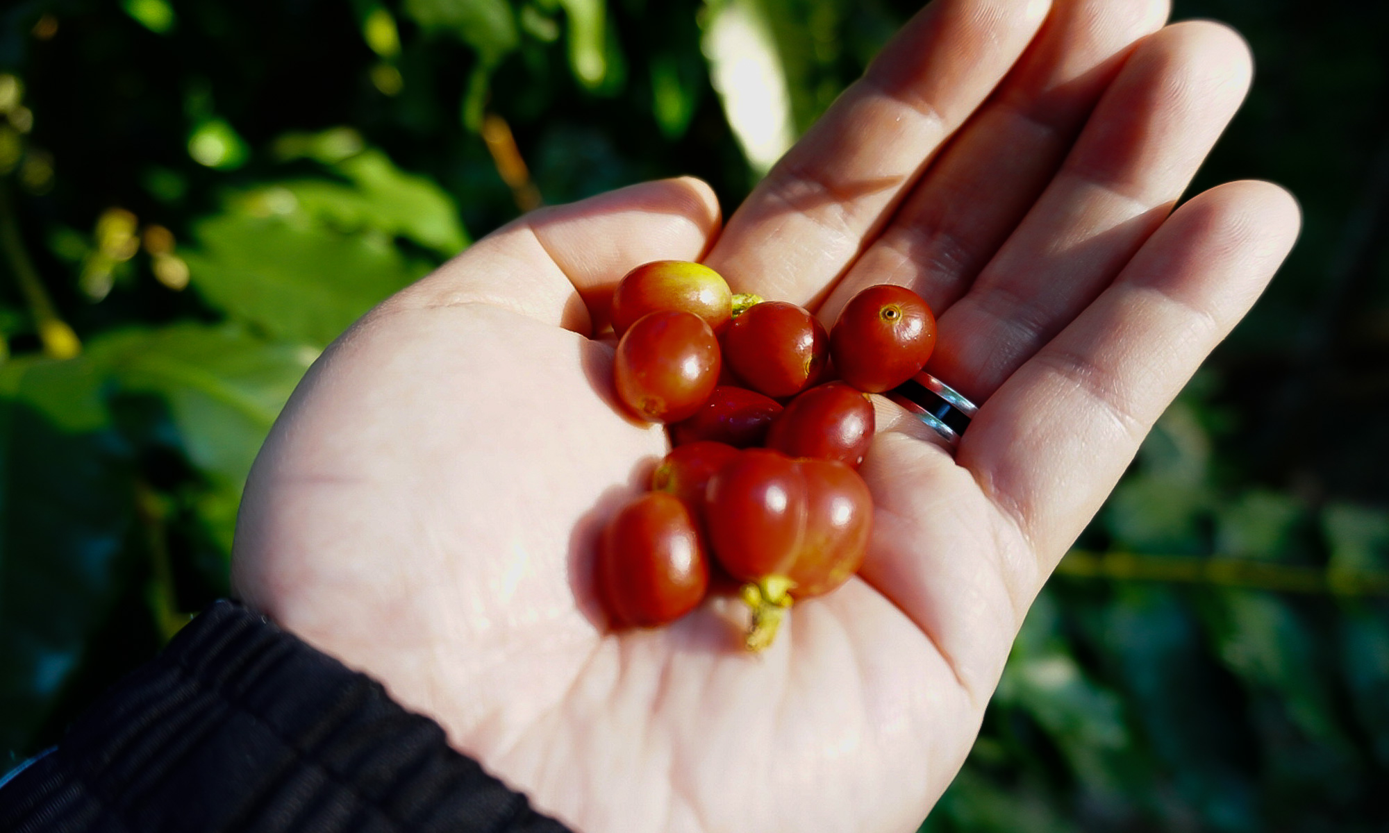 Coffee fruit from Baishengcun Coffee Farm in Nantou.