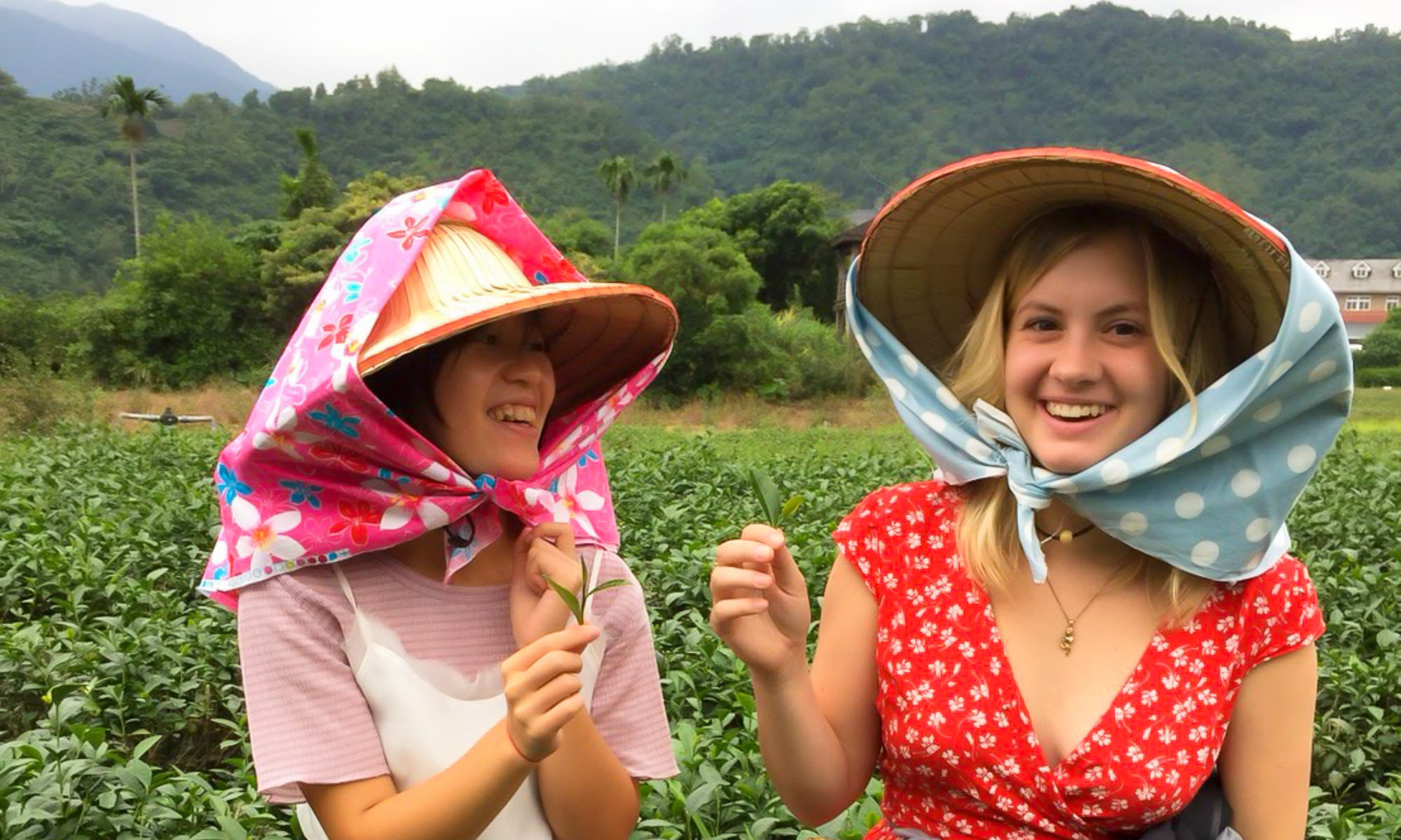 The tea picking experience at Yilan's Xing Yuan Tea Farm