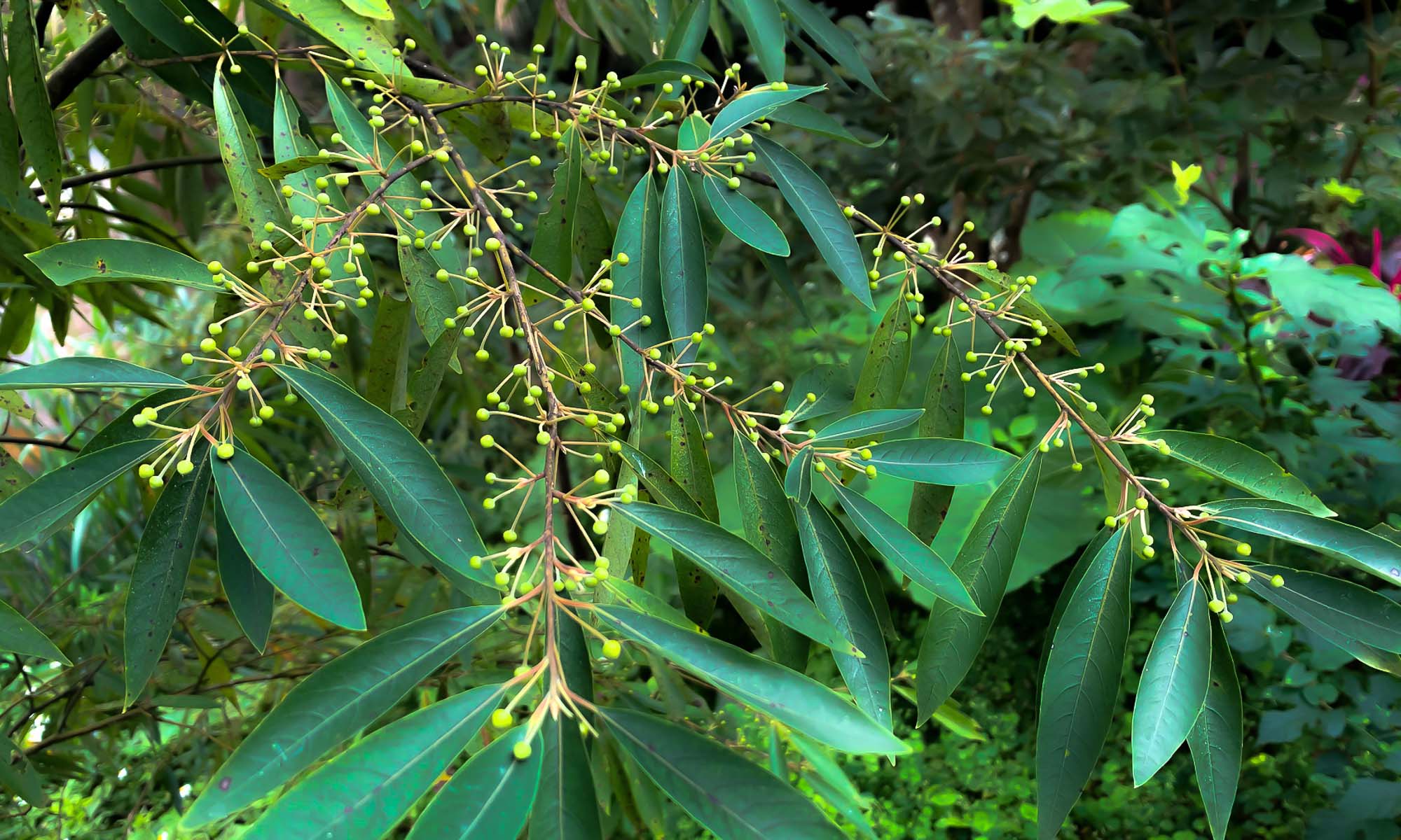 A maqaw plant with fruit
