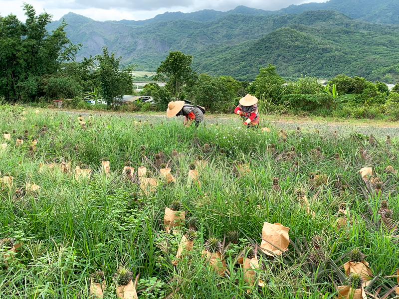 A field of pineapple grow in Luye Township, Taitung.