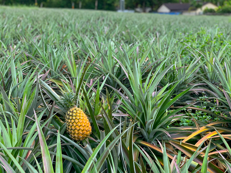 A pineapple grows in a field in Luye Township, Taitung.