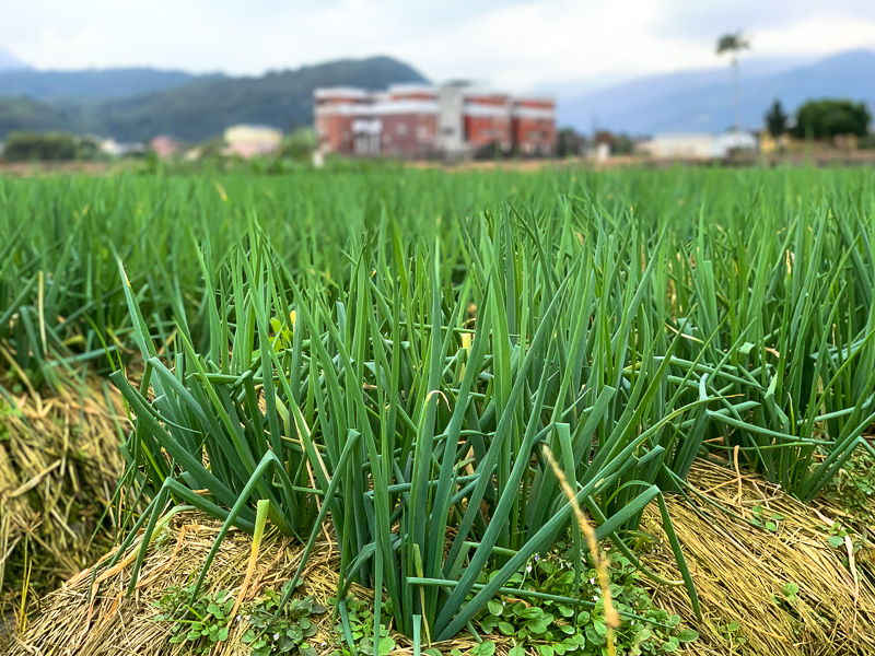 A green field of Sanxing scallions.