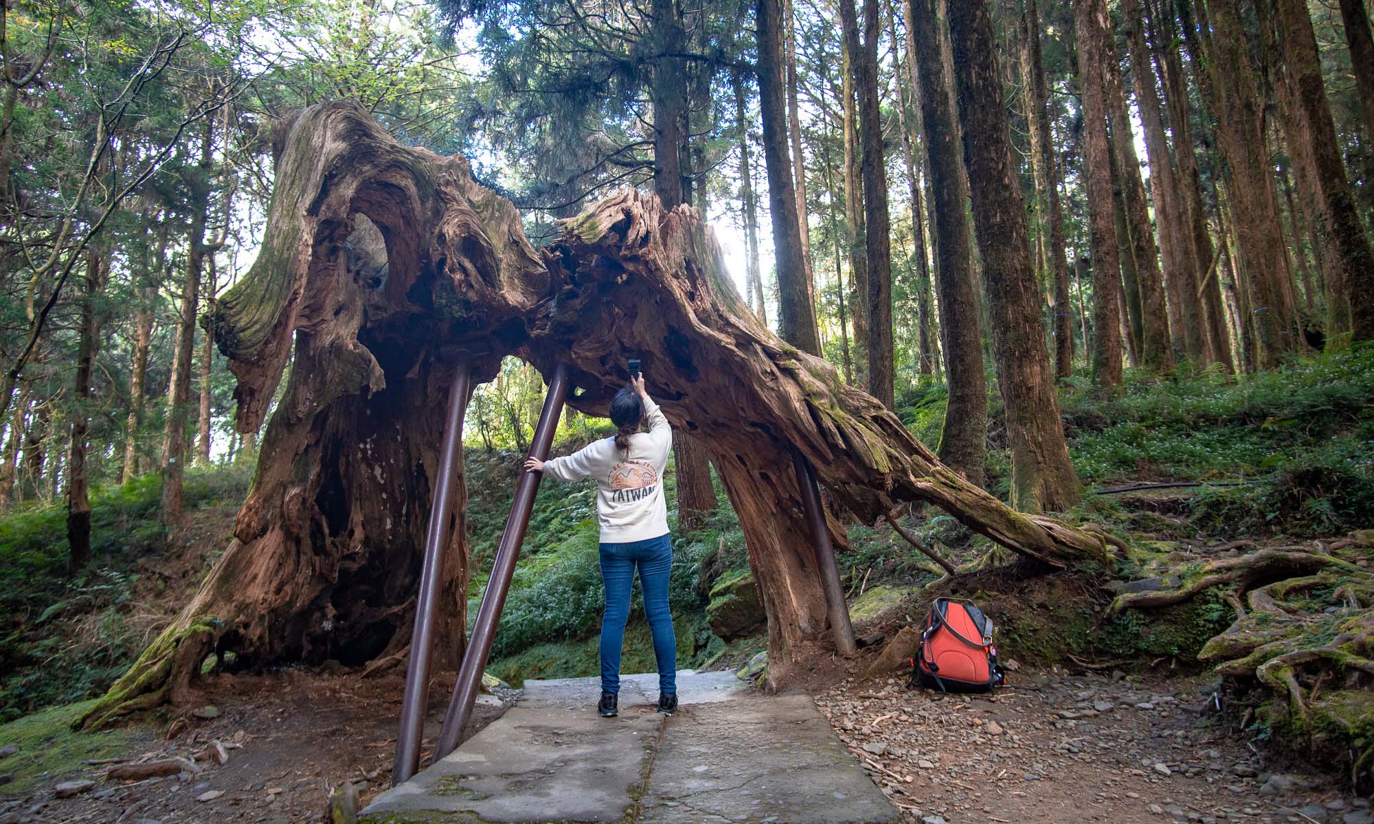 Alishan's easy to access hiking trails wind through thousand-year-old tree groves.