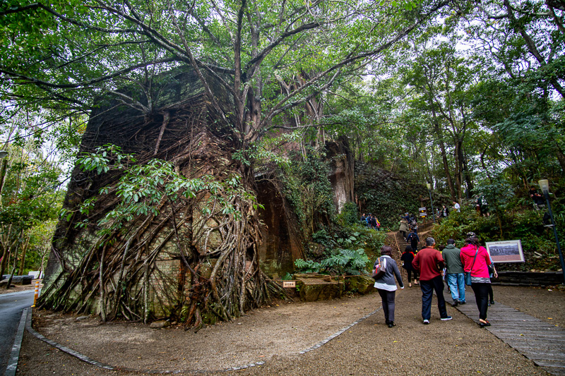 In just 50 years, the forest has completely taken over these old ruins.