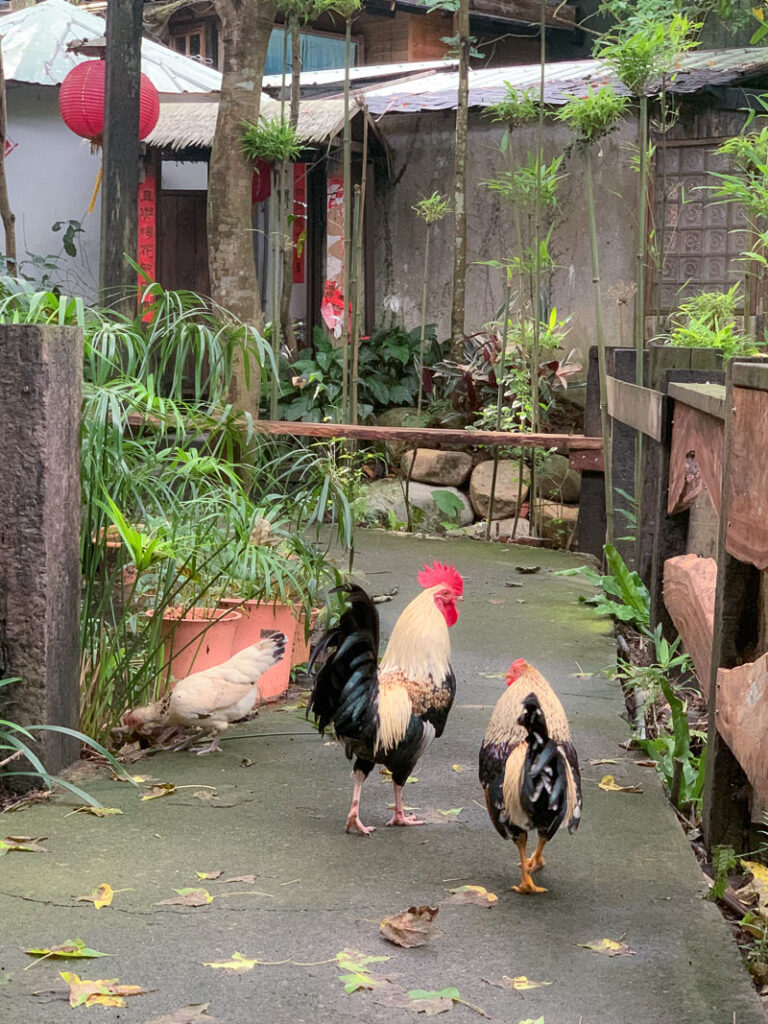 Roosters roam free around this rustic farm stay in Miaoli.