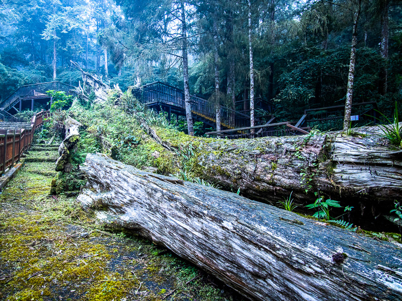A fallen red cypress tree in Xitou Nature Education Area.
