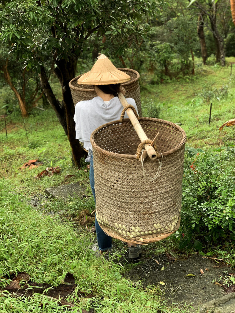 Farmers transport freshly picked tea leaves in baskets made from woven bamboo.