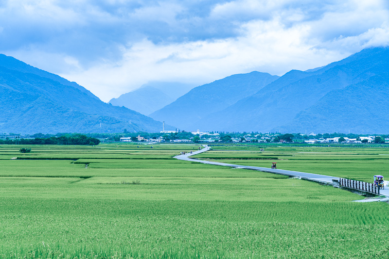 The rice fields of Chishang have a quiet unimposing beauty to them.