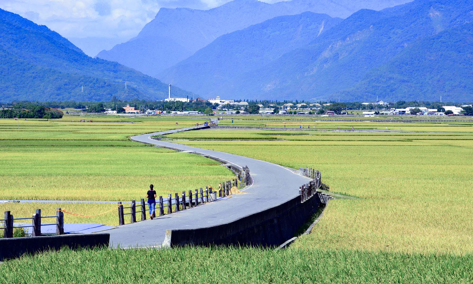 Quiet roads stretching through rice fields.