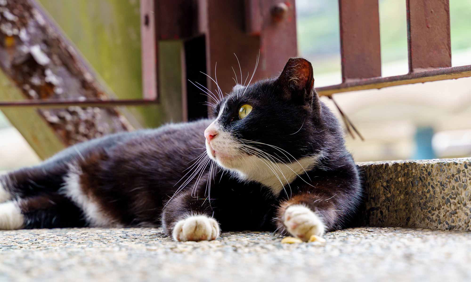 A cat gazes at something while resting on the ground.