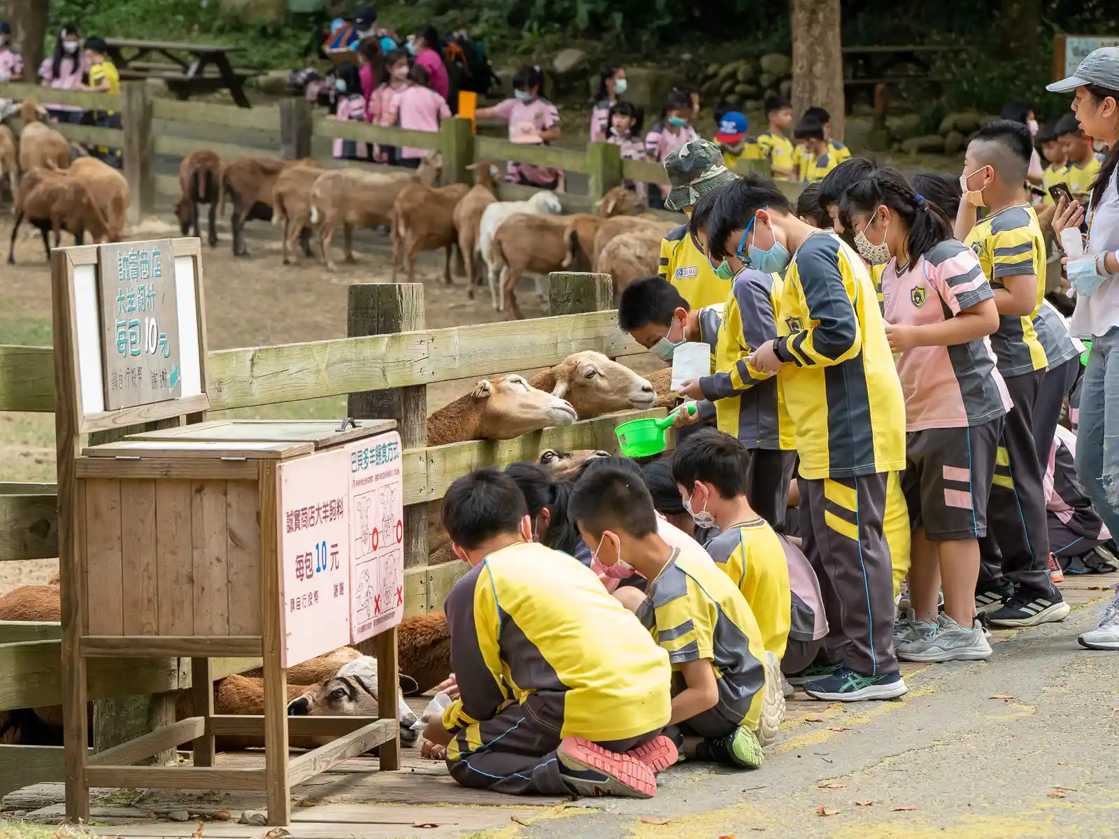 A group of children feed sheep through a fence.