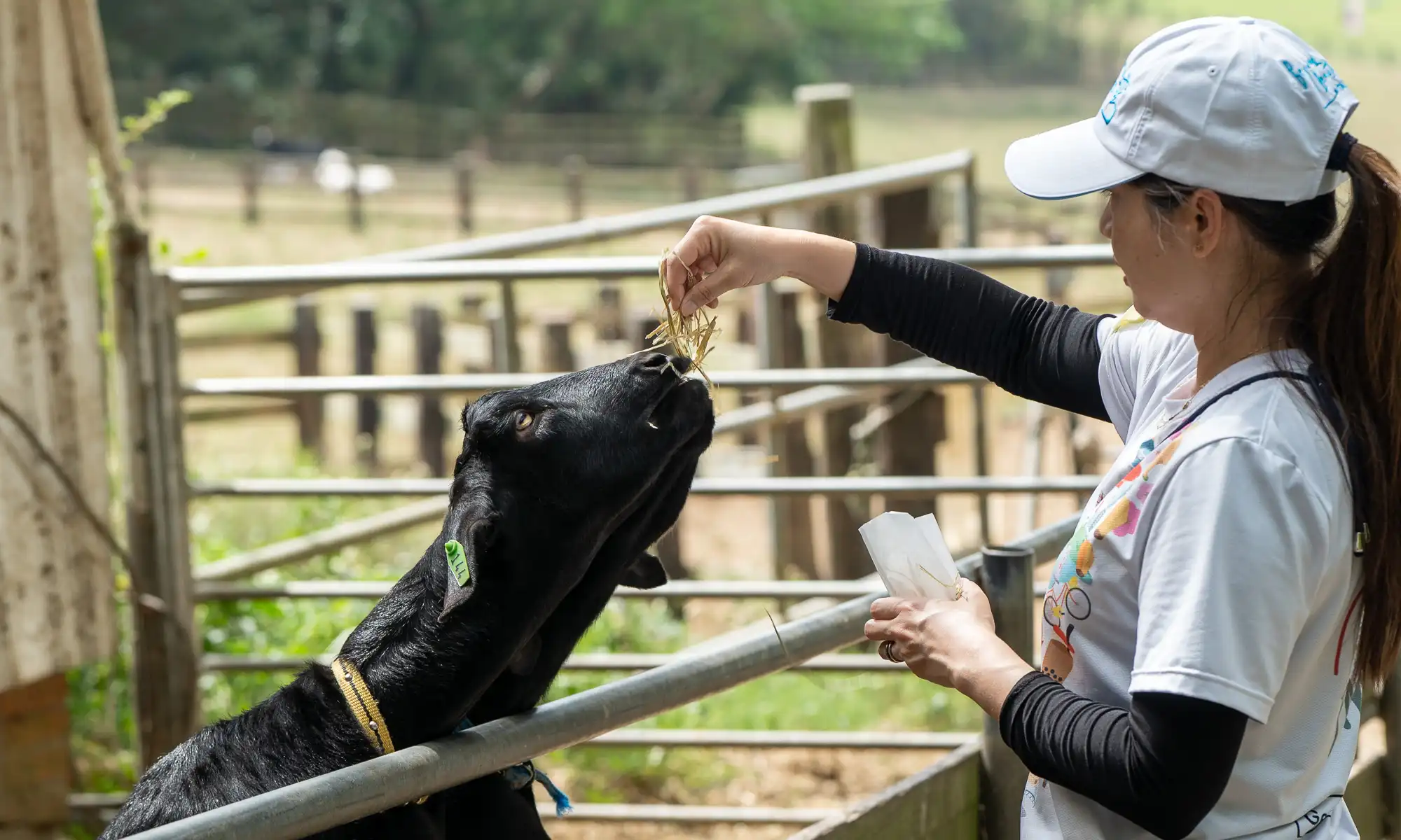 A tourist feeding a goat.