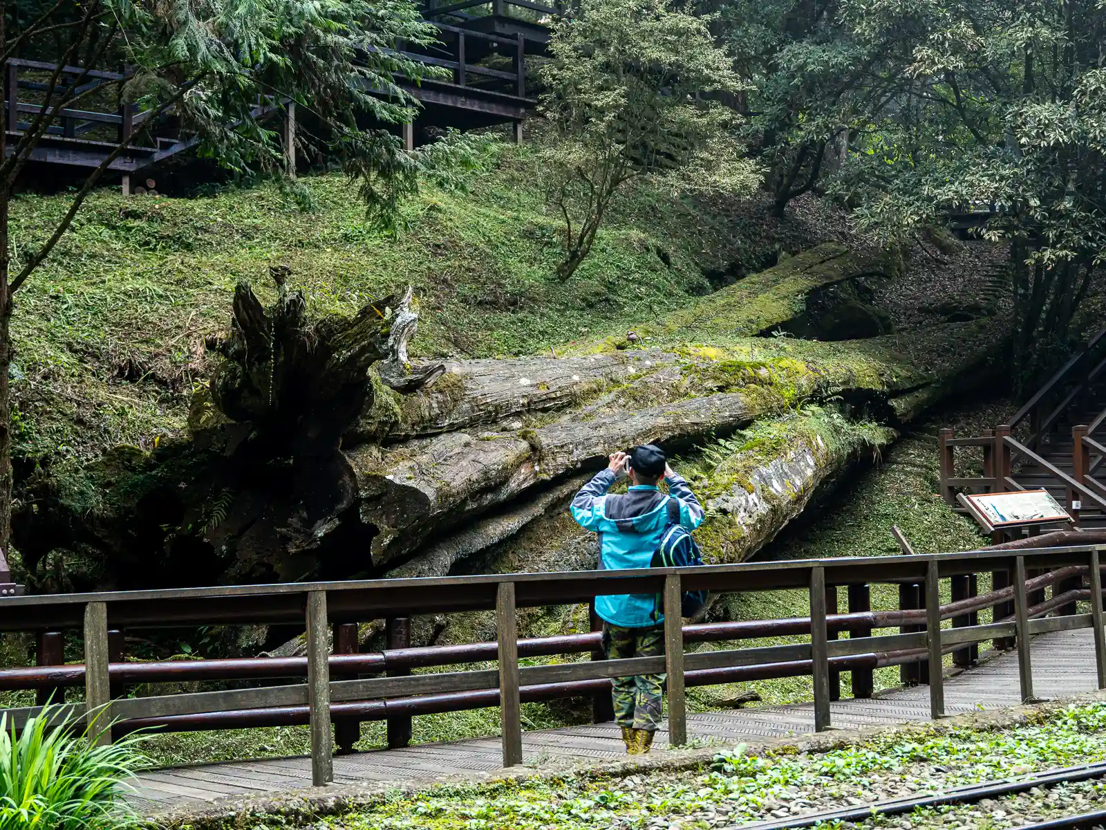 A tourist takes a photo of a giant fallen tree along a walking path.