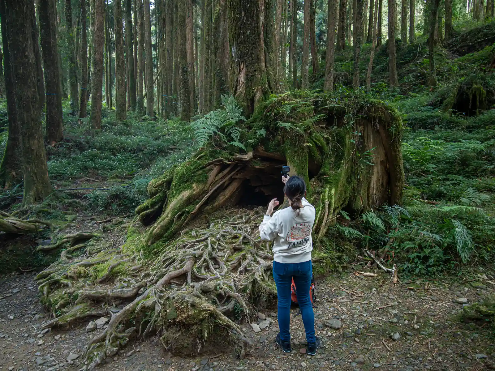 A tourist take a photo of a massive clump of exposed tree roots under an ancient tree.