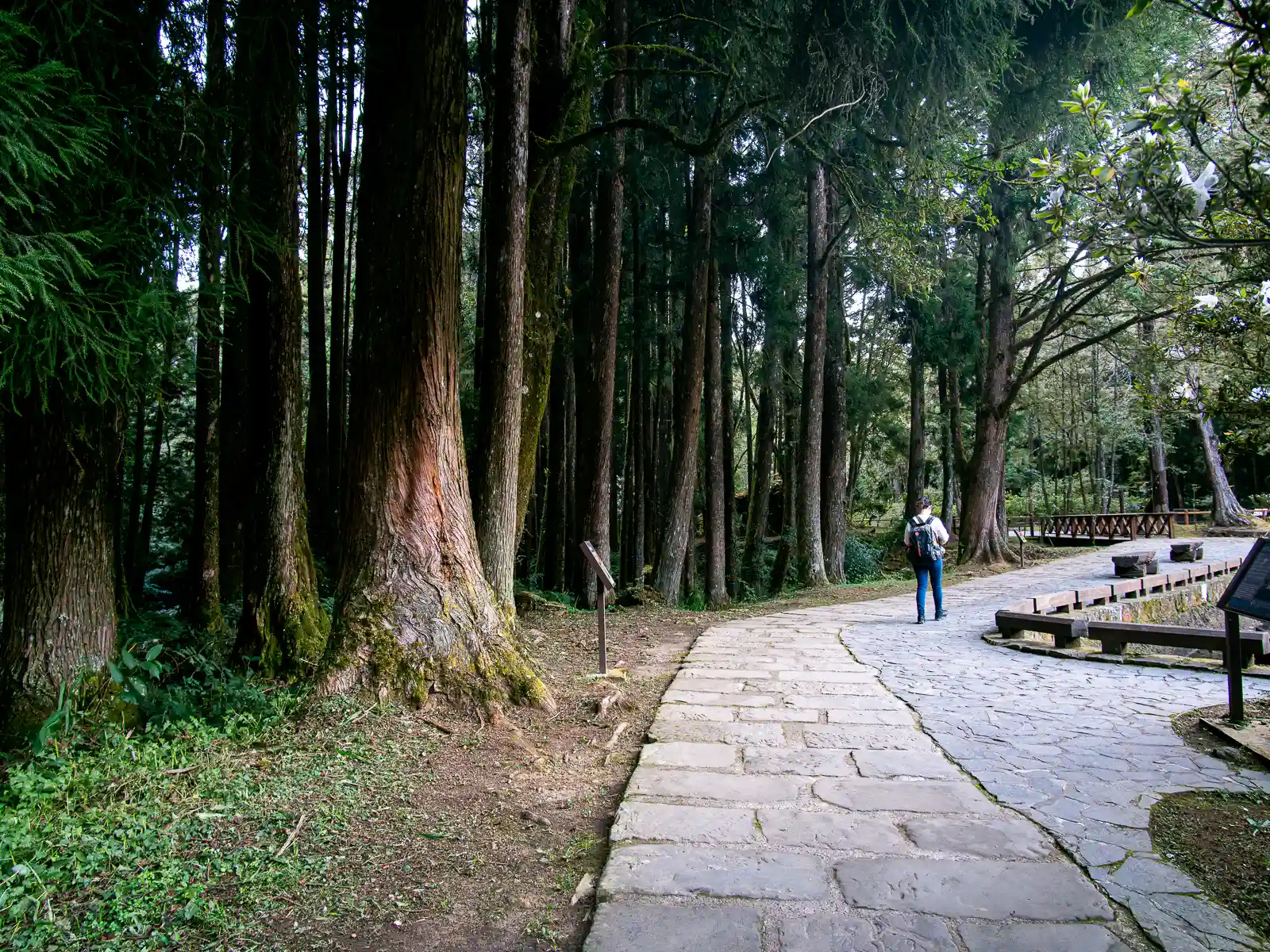 A rest area with benches is visible facing the forest.