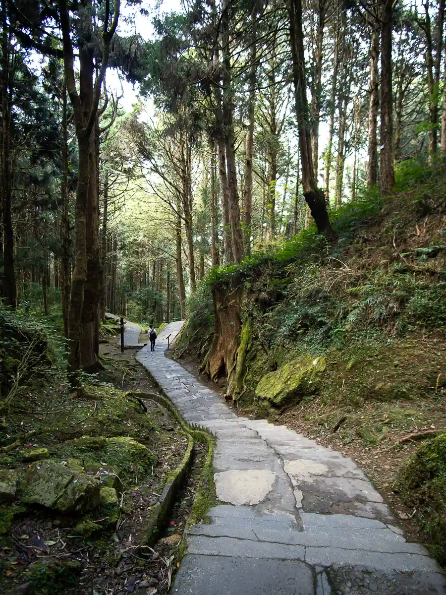 A tourist walks along winding forest paths on the Giant Tree Trail at Alishan National Forest Recreation Area.