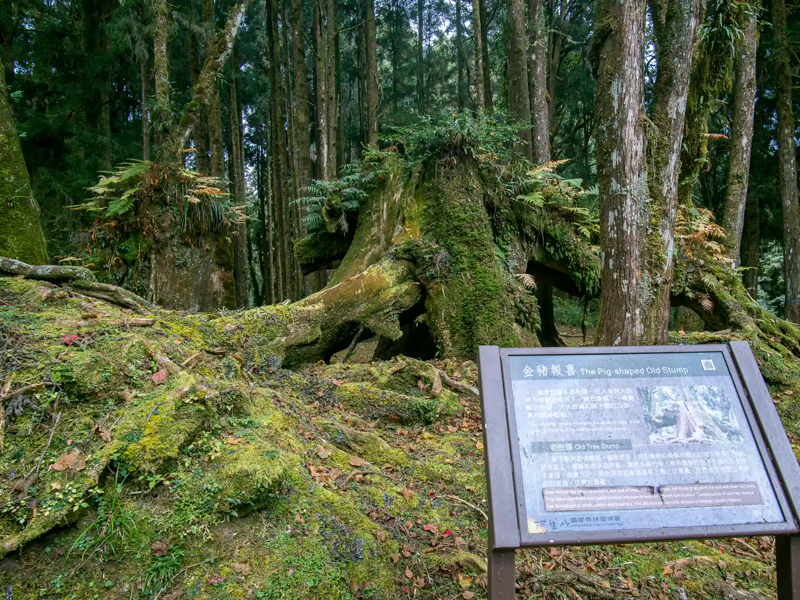 A signboard describes another named ancient tree: the Pig-shaped Old Stump