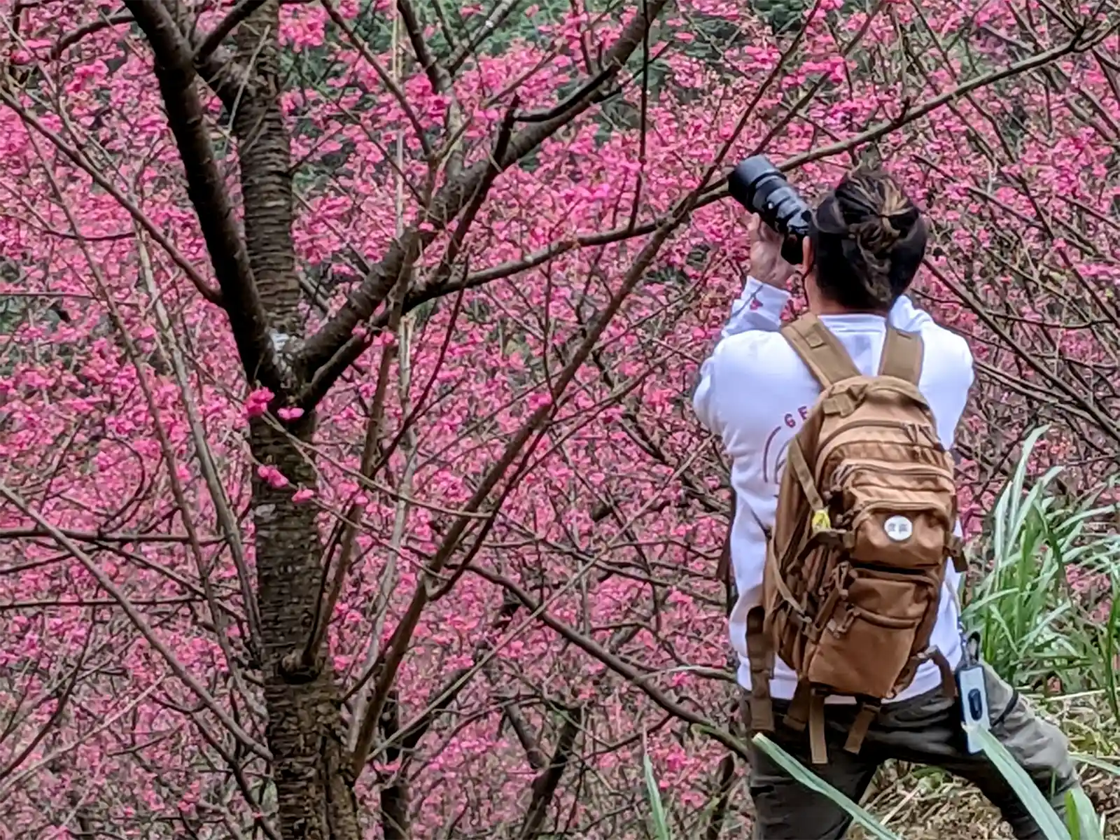 Photographer is taking photo of the cherry trees.