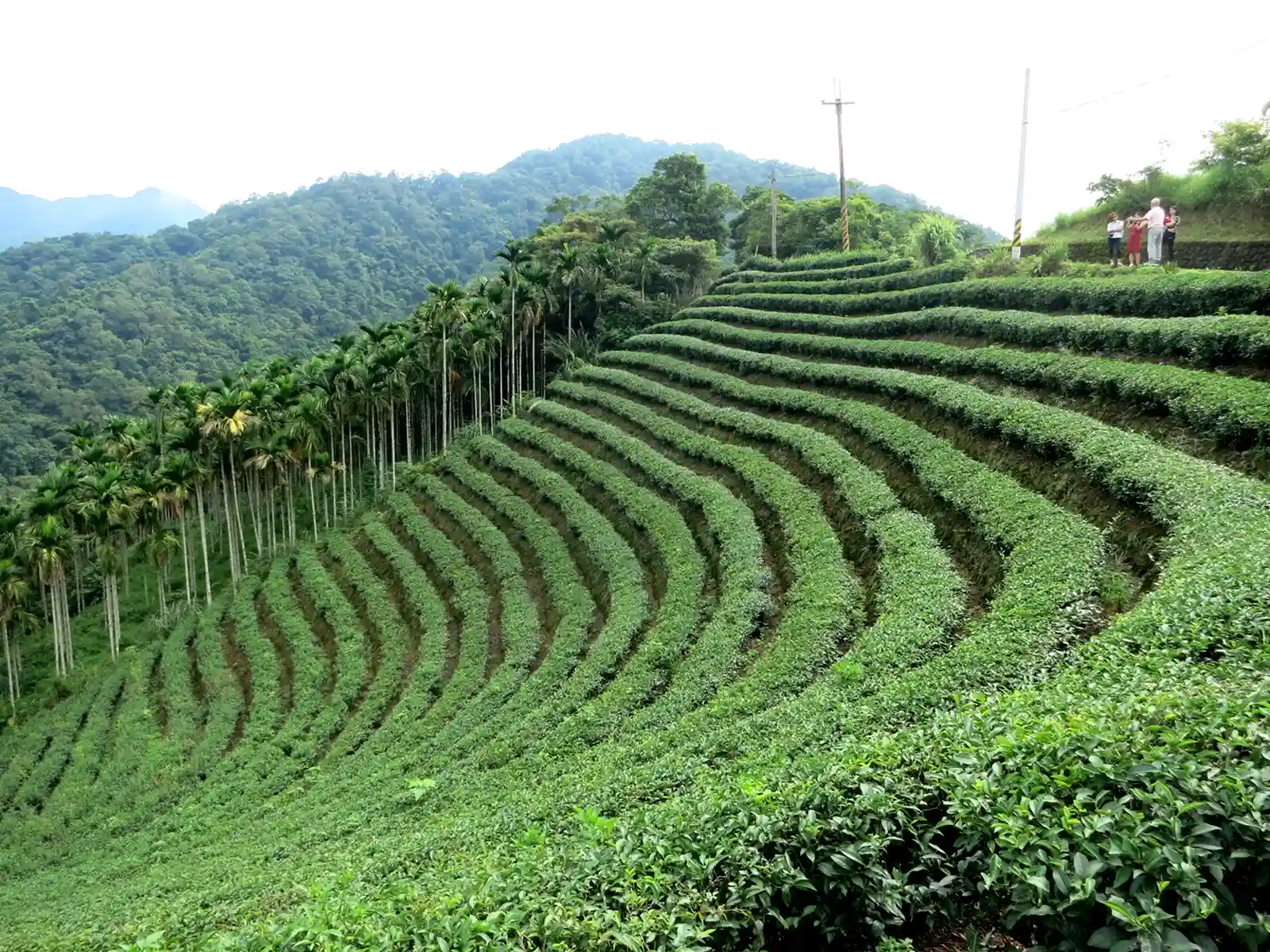 Pinglin Tea Plantation